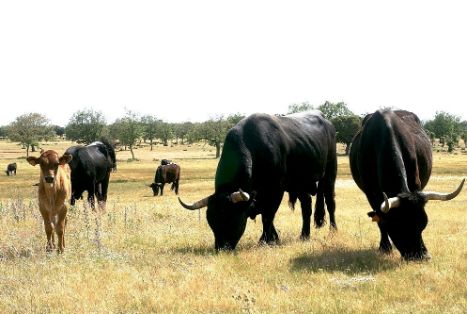 Imagen de Sayaguesa (animales en su medio natural), fuente MAGRAMA.