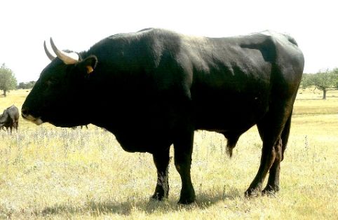 Imagen de Sayaguesa (macho), fuente MAGRAMA.