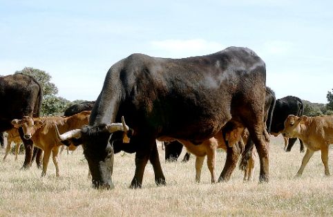 Imagen de Sayaguesa (hembras con crías), fuente MAGRAMA.