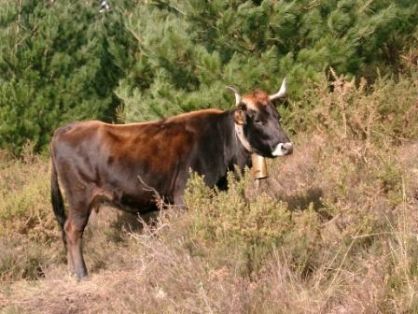 Comentario: Fotografía facilitada por FEAGAS