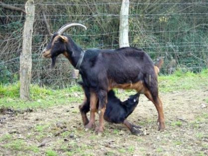 Sexo: Hembra; <br/>Comentario: Fotografía facillitada por FEAGAS