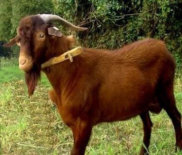 Comentario: Fotografía facillitada por FEAGAS