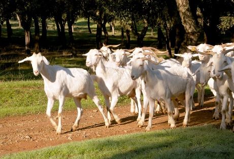 Imagen de Blanca Andaluza o Serrana (rebaño), fuente MAGRAMA.