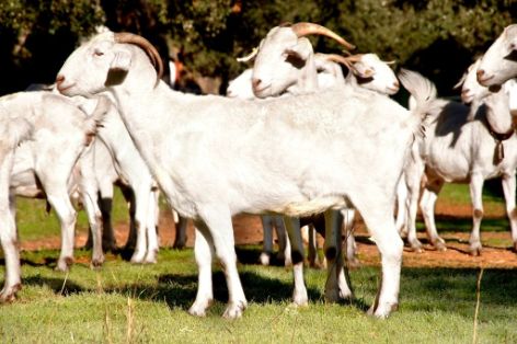 Imagen de Blanca Andaluza o Serrana (hembra), fuente MAGRAMA.