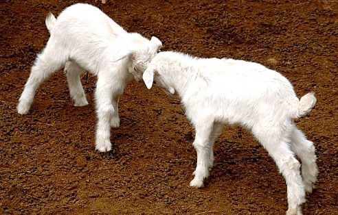 Imagen de Blanca Celtibérica (cabritos), fuente MAGRAMA.