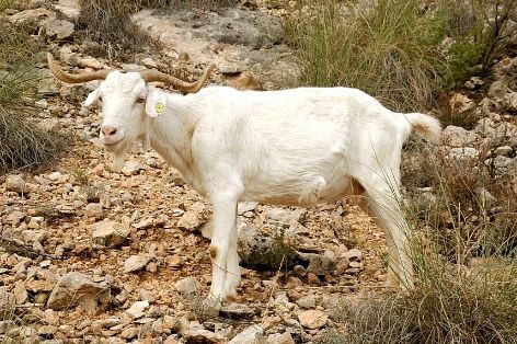 Imagen de Blanca Celtibérica (hembra), fuente MAGRAMA.
