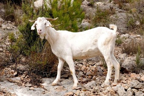 Imagen de Blanca Celtibérica (macho), fuente MAGRAMA.