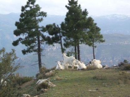Autor: Inmaculada Rubio; <br/>Año: 2008;<br/>Sexo: Rebaño; <br/>Comentario: Paraje Monte Ardal (Yeste-Albacete) con hembras de Blanca Celtibérica...