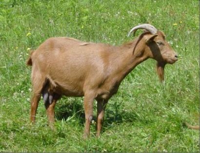 Sexo: Hembra; <br/>Comentario: Fotografía facillitada por FEAGAS