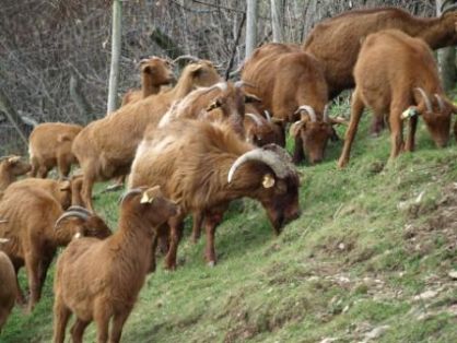 Autor: BOAGA; <br/>Año: 2011; <br/>Sexo: Rebaño