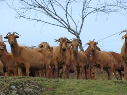 Autor: BOAGA; <br/>Año: 2011; <br/>Sexo: Rebaño