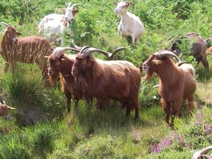 Autor: BOAGA; <br/>Año: 2010; <br/>Sexo: Macho