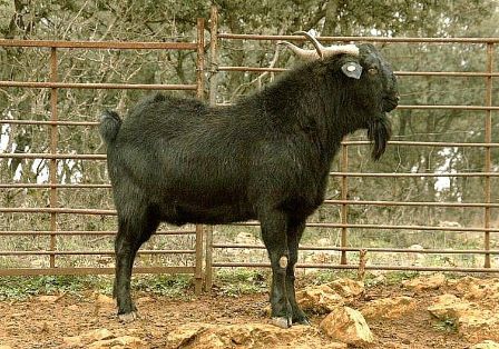 Imagen Negra Serrana (macho), fuente MAGRAMA.