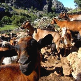 Autor: Olga González Casquet; <br/>Año: mayo 2010; <br/>Sexo: Hembra; <br/>Comentario: Rebaño cabras payoyas. Grazalema