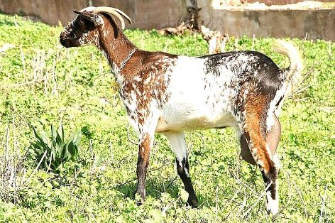 Imagen de Payoya (hembra), fuente MAGRAMA.