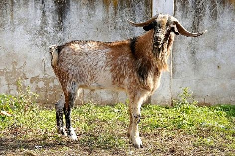 Imagen de Payoya (macho), fuente MAGRAMA.