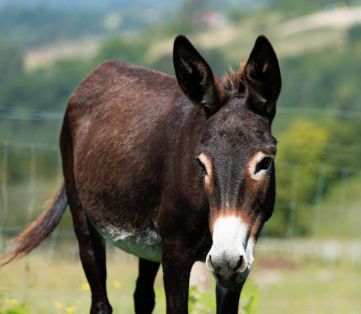 Comentario: Fotografía facilitada por ENAFE