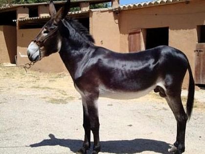 Sexo: Macho;<br/>Comentario: Fotografía facillitada por FEAGAS