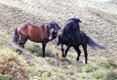 Autor: ASOCIACIÓN DE CRIADORES DE PONIS DE RAZA ASTURCÓN (ACPRA).<br/>Sexo: Sementales.<br/>Comentarios: animales en medio natural. 