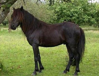 Autor: SERIDA; <br/>Sexo: Macho; <br/>Comentario: Ejemplar de la raza Asturcón de color negro