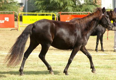 Autor: ASOCIACIÓN DE CRIADORES DE PONIS DE RAZA ASTURCÓN (ACPRA).<br/>Sexo: Hembra.