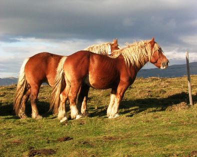 Imagen de Cavall Pirinenc Catalá, autor: Jordi Jordana. Imagen facilitada por FEAGAS.
