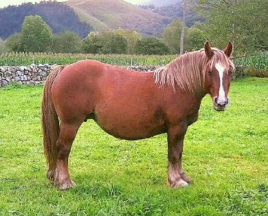 Autor: Esperanza Campuzano.<br/>Año: 2012-2013.<br/>Sexo: Hembra.<br/>Comentario:<br/>Imagen facilitada por la ASOCIACIÓN DE CRIADORES DE GANADO...