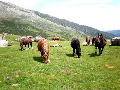 Autor: Esperanza Campuzano.<br/>Año: 2012-2013.<br/>Animales en su medio natural.<br/>Comentario:Imagen facilitada por la ASOCIACIÓN DE CRIADORES...