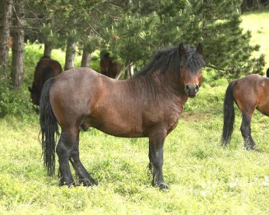 Autor: Instituto Técnico y de Gestión Ganadero S.A.<br/>Año: 2009.<br/>Sexo: Semental RAZA JACA NAVARRA.<br/>Imagen facilitada por la ASOCIACION...