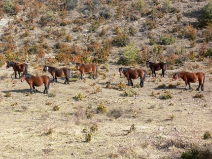 Autor: Instituto Técnico y de Gestión Ganadero S.A.<br/>Año: 2009.<br/>Sexo: rebaño de Jacas Navarras en su entorno.<br/>Imagen facilitada por la...