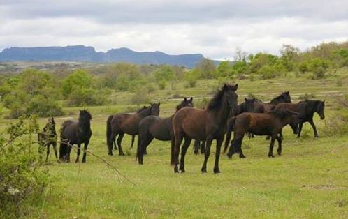 Autor: Elena Oña.<br/>Año: 2013.<br/>Manada de caballos.<br/>Imagen facilitada por la ASOCIACIÓN DE CRIADORES DE CABALLOS LOSINOS "EL...