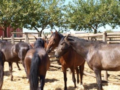 Autor: Sergio Nogales; <br/>Año: 2009; <br/>Sexo: Rebaño