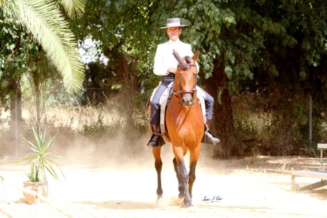 Autor: Juan Antonio Caro.<br/>Sexo:Macho.<br/>Imagen facilitada por la UNIÓN ESPAÑOLA DE GANADEROS DE PURA RAZA HISPANO-ÁRABE (UEGHá).