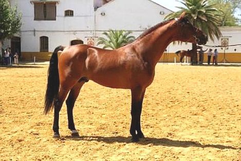 Autor: Juan Antonio Caro;<br/>Año: 2012; <br/>Sexo: Macho; <br/>Comentario: XI Jornadas Nacionales del Caballo Hispano-árabe. Écija 2012.  