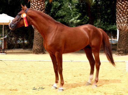 Autor: Juan Antonio Caro.<br/>Año: 2013.<br/>Sexo:macho.<br/>Comentario: Campeón de la raza 2013.<br/>Imagen facilitada por la UNIÓN ESPAÑOLA DE...