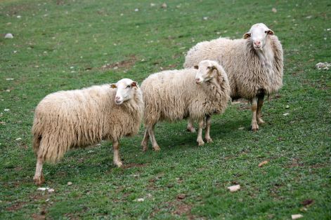 Autor: Asociación de Criadores de Ovino Ansotano (ACOAN). <br/>Grupo de animales.