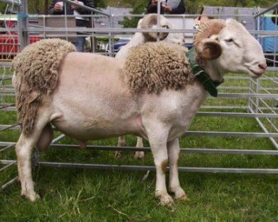 Autor: Rosa Avellanet Torres;  <br/>Año: 2010; <br/>Sexo: Macho; <br/>Comentario: Macho expuesto en el IV Concurso Morfológico de la Raza Aranesa,...