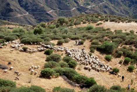 Autor: Daniel Morales Bordón.<br/>Año: 2012.<br/>Rebaño en su medio natural.<br/>Imagen facilitada por la FEDERACIÓN DE CRIADORES DE OVEJA CANARIA.