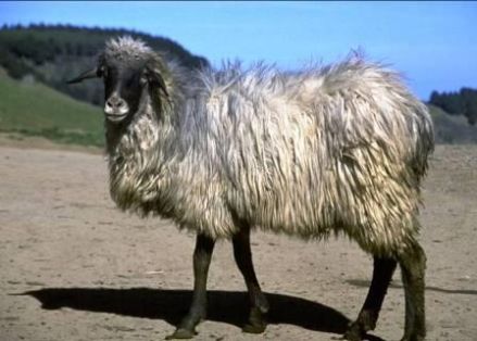 Comentario: Fotografía facilitada por FEAGAS