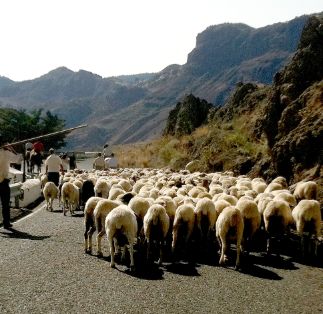 Autor: Daniel Morales Bordón.<br/>Año: 2012.<br/>Rebaño.<br/>Imagen facilitada por la FEDERACIÓN DE CRIADORES DE OVEJA CANARIA.