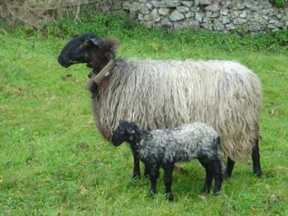 Sexo: Hembra<br/>Comentario: Fotografía facilitada por FEAGAS