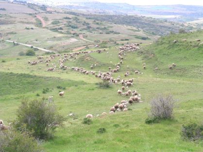 Autor: Susana Lara.<br/>Año:2007.<br/>Rebaño en su medio natural.<br/>Imagen facilitada por Pastores Grupo Cooperativo, Oviaragón.