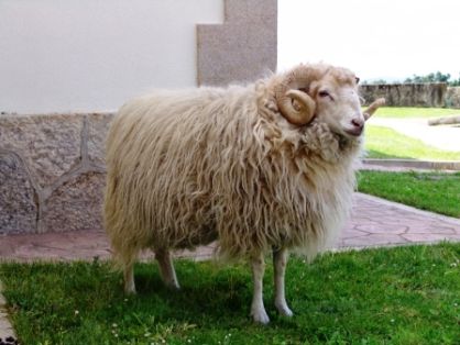 Autor: ASOVEGA.S.A.B.; <br/>Año: 2008; <br/>Sexo: Macho