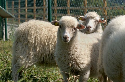 Imagen grupo Oveja Gallega, fuente MAGRAMA