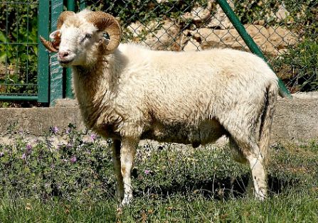 Imagen Oveja Gallega (macho), fuente MAGRAMA