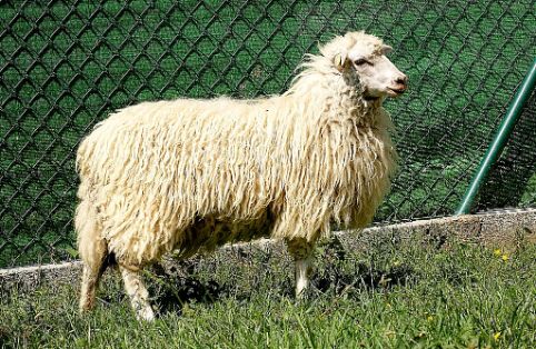 Imagen Oveja Gallega (hembra), fuente MAGRAMA