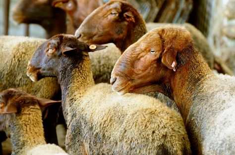 Imagen facilitada por la ASOCIACIÓN NACIONAL DE CRIADORES RAZA GUIRRA (ANGUIRRA).<br/>Rebaño.