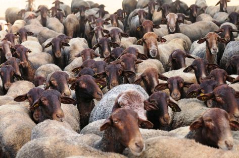 Imagen facilitada por la ASOCIACIÓN NACIONAL DE CRIADORES RAZA GUIRRA (ANGUIRRA).<br/>Rebaño.