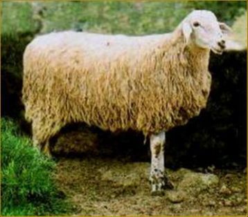 Sexo: Hembra;<br/>Comentario: Fotografía facilitada por FEAGAS