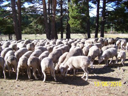 Imagen facilitada por la ASOCIACIÓN NACIONAL DE CRIADORES DE GANADO MERINO.<br/>Grupo en su medio natural.